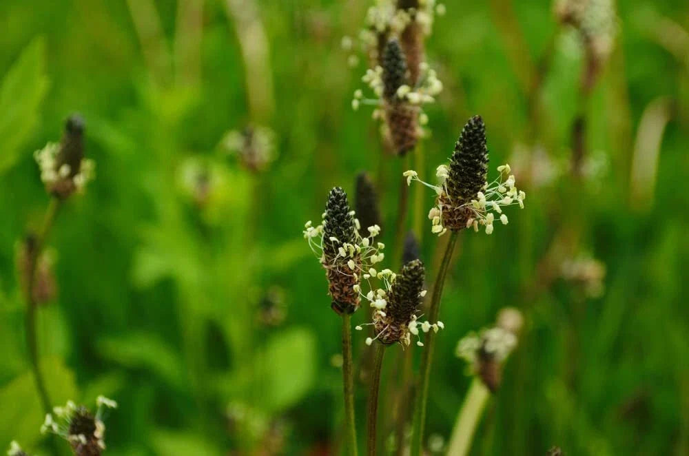Narrowleaf Plantain Seeds 50 Count - Ribwort Plantain Seeds Plantago lanceolata for Planting