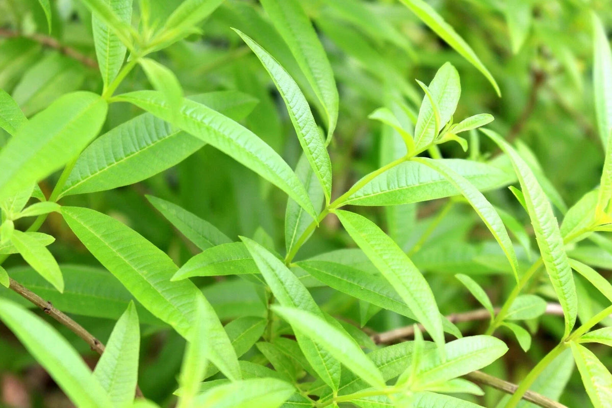 Organic Lemon Verbena Live Starter Plant - Aromatic Herb for Gardens - Aloysia citrodora
