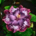 Hibiscus Seeds - 20 Silver Pink Purple Perennial Flower Seeds - Hibiscus rosa-sinensis