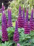 Masterpiece Lupine 25 Seeds for Garden Planting - Lupinus polyphyllus - USA