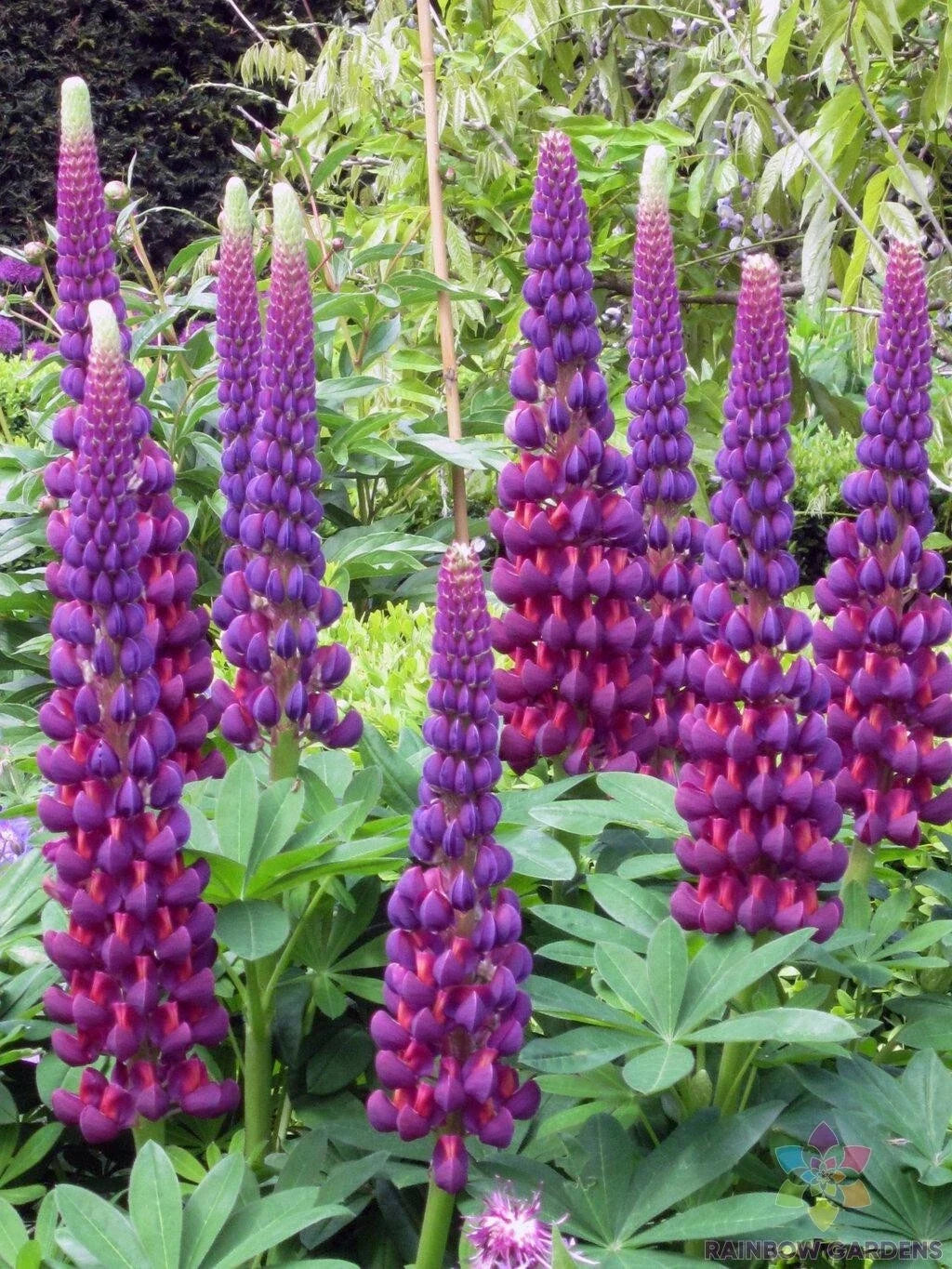 Masterpiece Lupine 25 Seeds for Garden Planting - Lupinus polyphyllus - USA