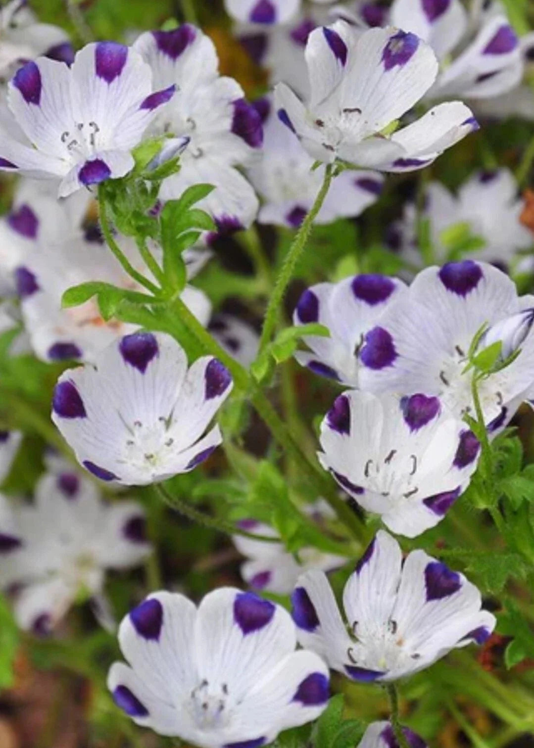 Five Spot Flower Seeds - 100+ Organic Nemophila Seeds for Garden Planting