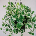 N Joy Pothos Cuttings 4-6 Inches Long - Epipremnum aureum - Indoor Plant Propagation Supplies