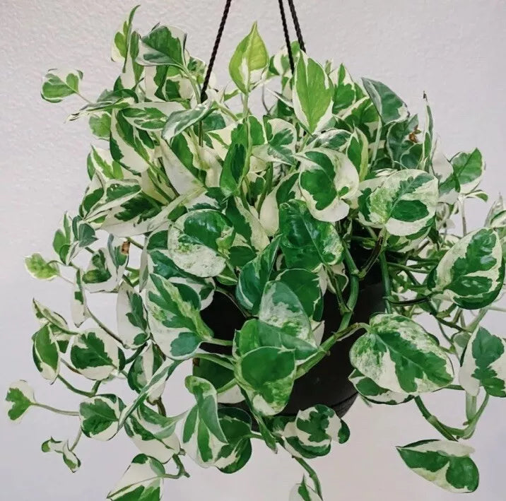 N Joy Pothos Cuttings 4-6 Inches Long - Epipremnum aureum - Indoor Plant Propagation Supplies