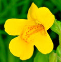 Yellow Monkey Flower Seeds, 150 Count, Hardy Perennial, Mimulus guttatus, Gold Monkey Variety