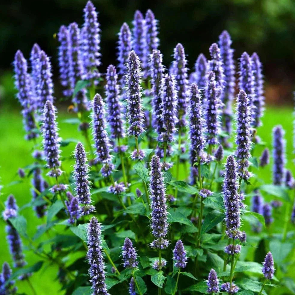 Korean Mint 100 Seeds - Heirloom Herb Giant Hyssop - Agastache rugosa - Perfect for 2025 Planting