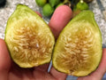 White Marseille Fig Cuttings - 2 Premium Cuttings + Willow Water for Rooting - Ficus carica