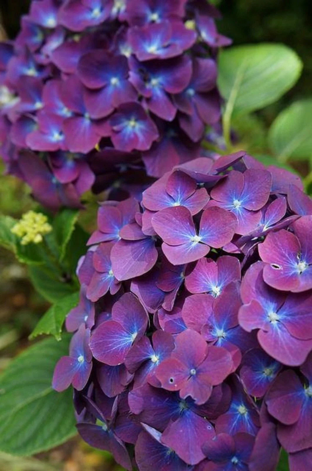 Purple Blue Hydrangea Seeds - 5 Perennial Hardy Garden Shrub Bloom Flower Seeds - Hydrangea macrophylla