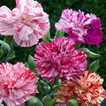 Double Picotee Mix Carnation Seeds - Non-GMO Flower Seeds - Dianthus caryophyllus - Garden Planting Supplies