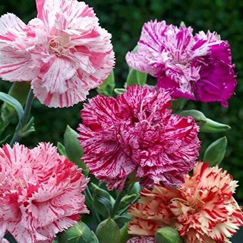Double Picotee Mix Carnation Seeds - Non-GMO Flower Seeds - Dianthus caryophyllus - Garden Planting Supplies