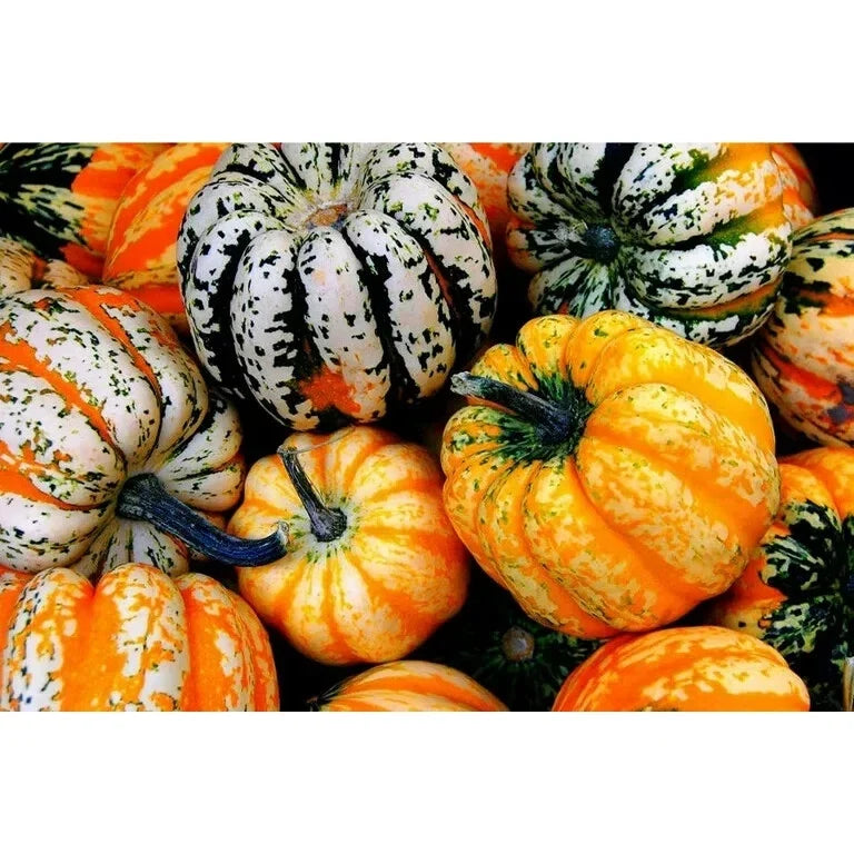 Acorn Carnival Squash Seeds, 30 Seeds, Vine Variety, Cucurbita pepo, Heirloom Fruit