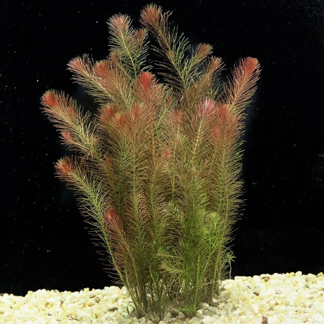 Rotala Wallichii 7 Stems - Whorly Rotala - Easy Live Aquarium Pond Aquatic Plant - Freshwater Plant