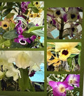 Dendrobium Orchid Plant - 1 Stem with Buds & Blooms - Bare Root, No Pot - Exotic Indoor Flowering Plant