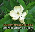 Sweetbay Magnolia Tree in Quart Pot - Hardy Fragrant Variety (Magnolia virginiana)