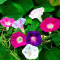 Morning Glory Mixed Flower Seeds | Non-GMO Heirloom | Fresh Garden Seeds | Ipomoea purpurea