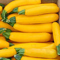Fresh Premium Golden Zucchini Summer Squash Seeds - 20 Newly Harvested Seeds (Cucurbita pepo)