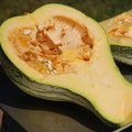 Crooked Neck Squash Seeds, 30+ Seeds, CushaW, Cucurbita argyrosperma, Heirloom Vegetable Gardening
