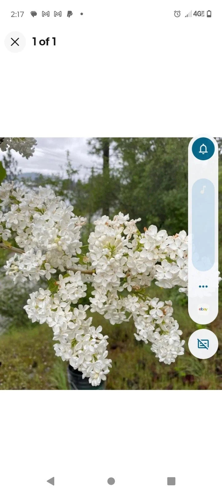 Bare Root Lilac Bushes 15 White - Syringa vulgaris with Planting Instructions
