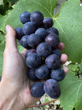 Everest Grape Cuttings - 4 Healthy Cuttings with 2-3 Nodes for Grafting or Rooting - Vitis vinifera
