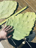 Opuntia Gomei Cuttings - Old Mexico Pear Cactus Pads (6"-10") - Succulent Plant for Home and Garden Decor