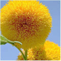 Teddy Bear Sunflower Seeds | 50+ Seeds | Exotic Garden Flower | Helianthus annuus