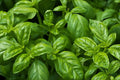 Sweet Basil Seeds, NON-GMO, Easy Grow Herb, Ocimum basilicum, Free Shipping
