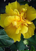 Double Yellow Hibiscus Seeds - 20 Perennial Flower Seeds for Exotic Garden - Hibiscus rosa-sinensis