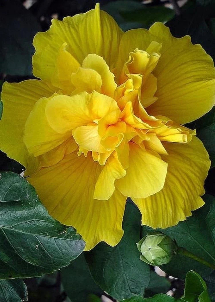 Double Yellow Hibiscus Seeds - 20 Perennial Flower Seeds for Exotic Garden - Hibiscus rosa-sinensis