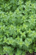 Oregano Seeds 1000 Count, Oregano GL, Origanum vulgare var. hirtum, Culinary Herb for Gardening