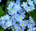 Forget Me Not Seeds - 401+ Woodland Wildflower Blue Blooms - Myosotis spp. - Spring/Summer, Full Sun/Shade