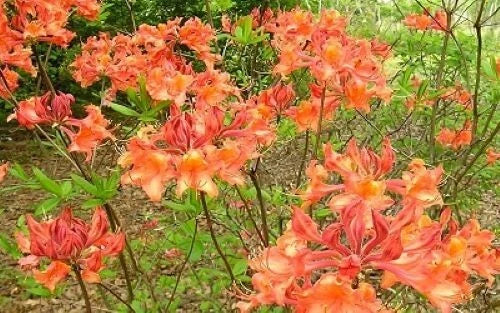 Aromi Azalea Starter Plant - Mauvila Gold - Rhododendron Deciduous - May Be Dormant