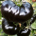 Black Sea Man Tomato Seeds - Organic Heirloom Variety - 10+ Seeds, Rare Heirloom (Solanum lycopersicum)