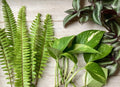 House Plant Variety Pack - 15 Rooted Cuttings - Healthy Indoor Plants - Perfect for Home Decor