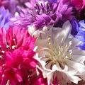 Dwarf Bachelor Button Seeds - Polka Dot Mix - Non-GMO Heirloom - Perfect for 2025 Planting