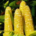 Bilicious Sweet Corn Seeds - Bicolor Yellow & White Hybrid - 2025 Planting - Zea mays