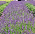 Phenomenal Lavender Live Plant - Healthy Starter Perennial Herb - Lavandula angustifolia