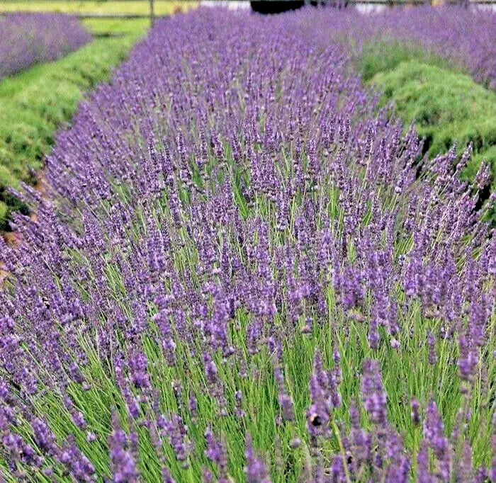 Phenomenal Lavender Live Plant - Healthy Starter Perennial Herb - Lavandula angustifolia