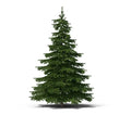 Balsam Fir Tree Seeds - 50 Pack - Abies balsamea - Ideal for Planting and Reforestation