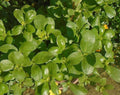 Golden Purslane Seeds - High Omega 3 - Portulaca Sativa - Non-GMO, Tracking Included