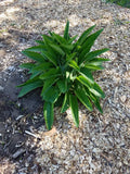 Comfrey Root Cuttings - 5 Count Russian Bocking 14 - Freshly Dug (Symphytum × uplandicum) 1-3 Inch