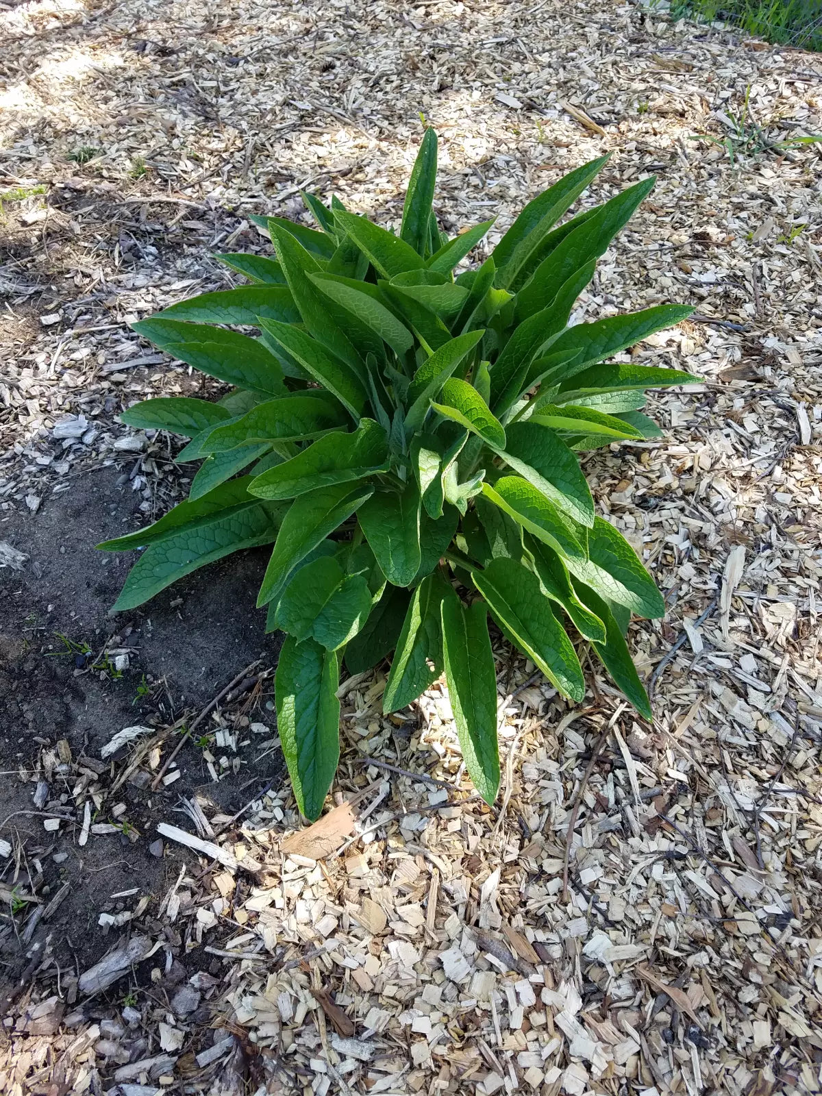 Comfrey Root Cuttings - 5 Count Russian Bocking 14 - Freshly Dug (Symphytum × uplandicum) 1-3 Inch