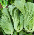 Chinese Mustard Seeds 200+ Seeds Shuidong Gai Choi Shealihong Brassica juncea