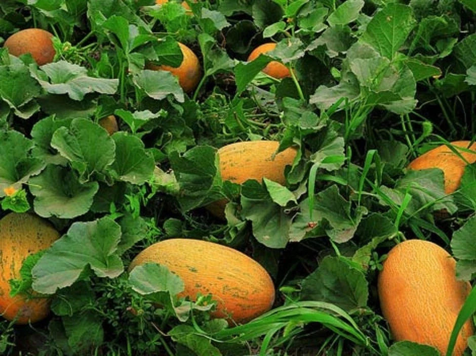 Chinese Hami Melon Seeds - Large Sweet & Crunchy 20 Seeds (哈密瓜)