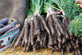 Black Salsify Seeds, NON-GMO, Black Oyster Plant, Scorzonera hispanica, Goat's Beard, Heirloom, Free Shipping