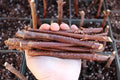 Elderberry Cuttings 5-Pack | Sambucus Nigra | Unrooted Plant Cuttings