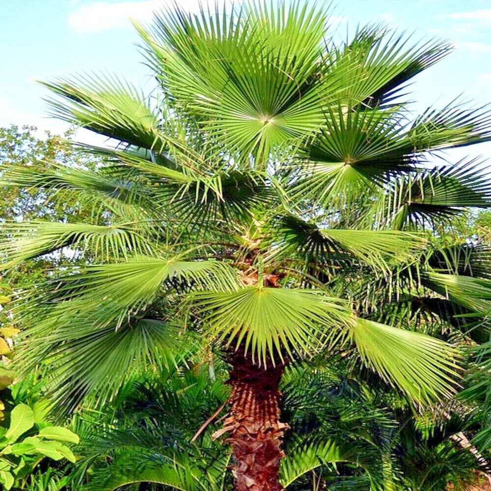 Mexican Fan Palm Tree Seeds - 10 Pack - Washingtonia robusta - Tropical Cold Hardy Plant Seeds