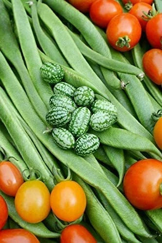 Cucamelon Seeds - 20 Pack - Mexican Sour Gherkin - Melothria scabra - Non-GMO, Made in USA