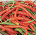 Cayenne Pepper Seeds 50+ Non-GMO Long Red Slim Hot Vegetable Capsicum annuum