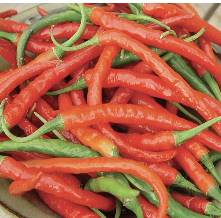 Cayenne Pepper Seeds 50+ Non-GMO Long Red Slim Hot Vegetable Capsicum annuum