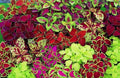 Coleus Seeds - Rainbow Mix - 100+ Seeds - Colorful Foliage - Coleus blumei